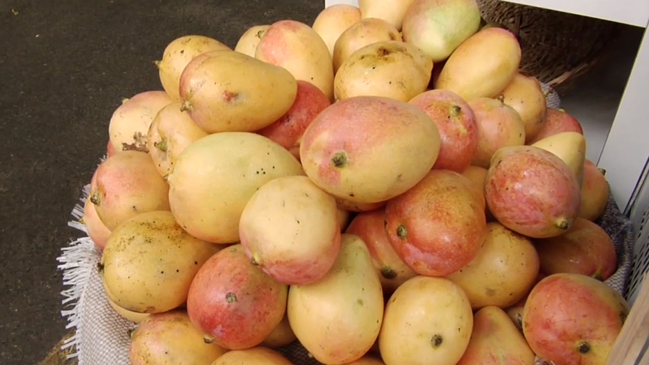 BahiaIngredients