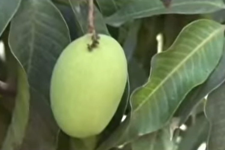 Exploring Indian Cuisine