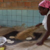 Farinha Processing