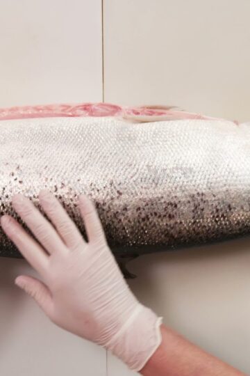 How to Inspect a Salmon for Freshness