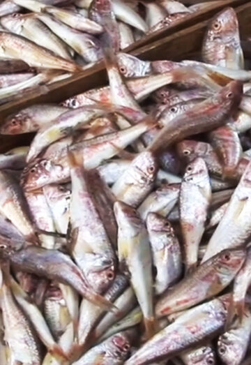 Sea food