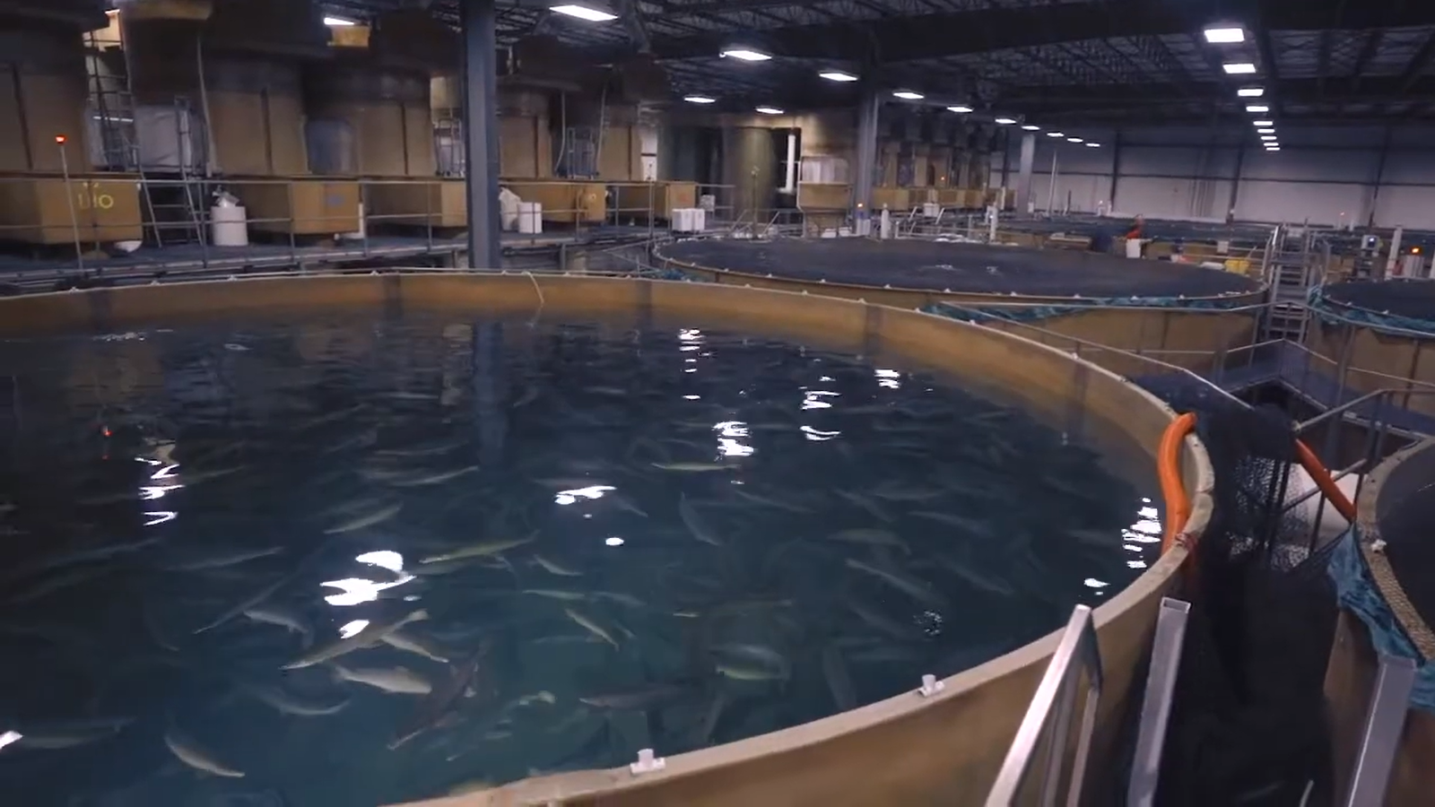 About AquaBounty Salmon