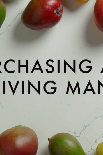Mango Purchasing