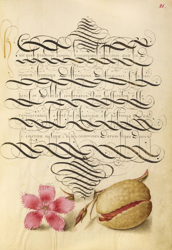 Page of calligraphy from "Dianthus and Almond" by Joris Hoefnagel and Georg Bocskay, between 1561–1596